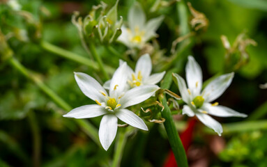 Garden star of bethlehem. Ornithogalum umbellatum, the garden star-of-Bethlehem, grass lily, nap-at-noon, or eleven-o'clock lady, a species of the genus Ornithogalum, is a perennial bulbous flowering