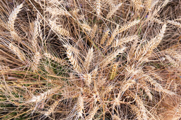 Golden Wheat Field Ready for Harvest. Agriculture, Farming, Harvesting Concept. Selective Focus.
