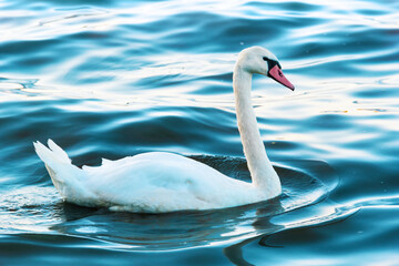 White Swan Swimming In Serene Lake With Sunlight Reflecting On Water Surface