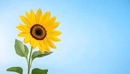 Obraz premium Vibrant single sunflower against a clear blue sky