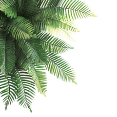 Tropical ornamental fern leaves elegantly arranged against a transparent background for enhanced visual appeal, tropical ornamental foliage, fern leaf tree on transparent backgroundfile