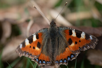 Obraz premium Close-up of a small fox (Aglais urticae) sitting on a dry leaf. It is March and the butterfly is enjoying the first rays of sunshine.