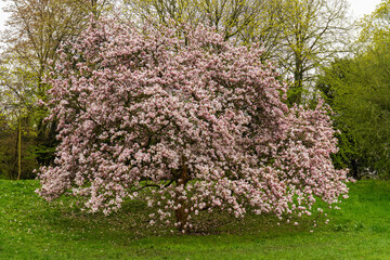 Naklejka premium Magnificent magnolia tree completely covered with delicate pink flowers. Spring landscape with thick blossoming branches against blue sky in city park. Symbol beauty and renewal