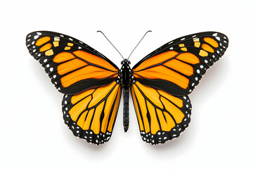 Fototapeta premium Vibrant orange butterfly with black veins and white edges, isolated on white