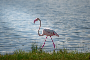 Ein einzelner Flamingo steht in einem seichten Gewässer in Tansania Afrika