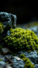 Lush green moss thrives on dark rocks during the afternoon in a temperate forest