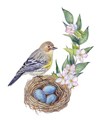 Watercolor spring composition with a hand-painted bird sitting on a bird`s nest with eggs, and a leaf branch with flowers on a transparent background.
