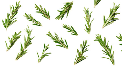 Fototapeta premium Fresh Green Rosemary Sprigs on Transparent Background, PNG