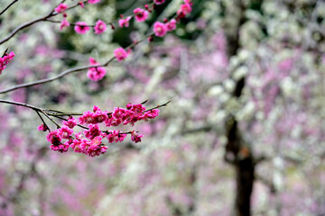 梅園の梅の花