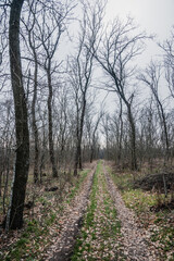 Forest in the rain , landscape photography in the forest , clouds in the sky