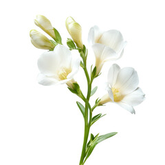 Obraz premium Elegant freesia flowers in full bloom against a pristine transparent background showcasing delicate petals and rich greens, freesia flowers isolated transparent background