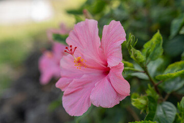 Close-Up of a Pink Hibiscus Flower in Full Bloom