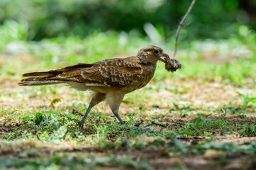 Caracara chimango portrait , La Pampa province, Patagonia , Argentina