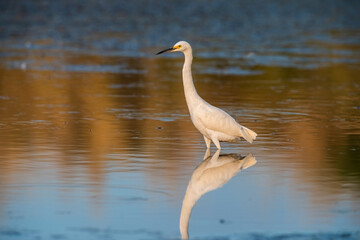 Snowy Egret, Egretta thula , perched, La Pampa Province, Patagonia, Argentina.