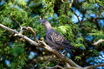 Spot winged Pigeon walking on the ground, La Pampa Province, Patagonia, Argentina.