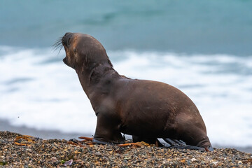South American  Sea Lion (Otaria flavescens) Female,.Peninsula Valdes ,Chubut,Patagonia, Argentina