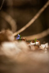 Purple flowers in the forest , yellow leaves on the ground , flowers 