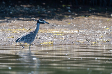 Yellow-crowned Night Heron in the mangroves of Magdalena Bay, Baja California Sur, Mexico