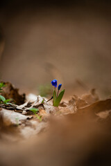 Purple flowers in the forest , yellow leaves on the ground , flowers 