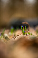 Purple flowers in the forest , yellow leaves on the ground , flowers 