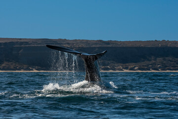 Fototapeta premium Sohutern right whale tail,Peninsula Valdes, Chubut, Patagonia,Argentina