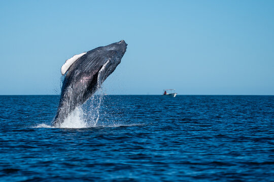 Humpback Whale at the surface in the Gulf of California inside Cabo Pulmo National Park , Baja California Sur, Mexico.