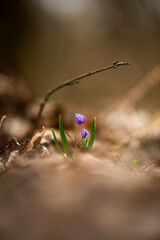 Purple flowers in the forest , yellow leaves on the ground , flowers 
