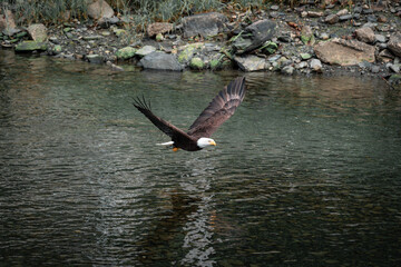 A bald eagle glides gracefully above a calm river, its powerful wings spread wide. The shimmering water below reflects the bird's striking features, framed by a rocky shoreline.