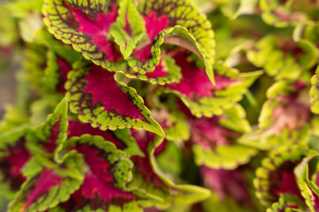 Bright Coleus Leaves with Pink and Green Colors