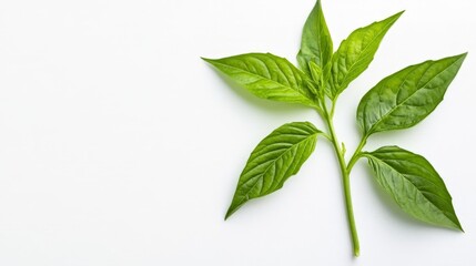 Bright Green Plant Branch on White Background