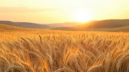 Obraz premium A golden wheat field under a dramatic sunset sky with rolling hills in the distance.
