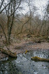 Landscape photography in the beautiful spring forest , clouds in the sky , mysterious forest, lands and trees , green grass and trees , mystery place , fallen trees and swamp in woodlands