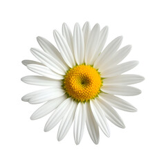 Beautiful Common Daisy Flower Isolated on Transparent PNG Background