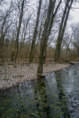 Landscape photography in the beautiful spring forest , clouds in the sky , mysterious forest, lands and trees , green grass and trees , mystery place , fallen trees and swamp in woodlands