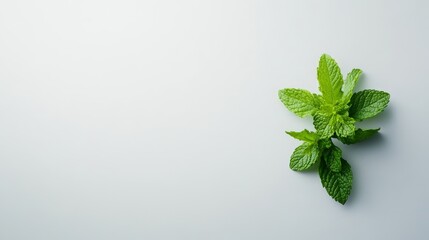 Fresh Green Mint Leaves on White Background