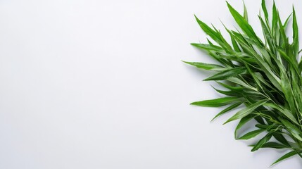 Obraz premium Fresh Green Tarragon Sprig on White Background