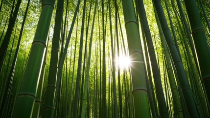 Fototapeta premium A tranquil bamboo forest with sunlight filtering through the tall green stalks.