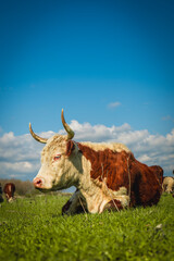 A peaceful cow resting on a lush green meadow under a bright blue sky filled with fluffy white clouds, enjoying the warmth and calm of a sunny spring day
