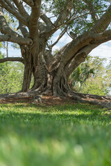 Massive Tree with Thick Roots in Park