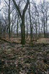 Landscape photography in the mysrterious forest , clouds in the sky , swamp in the forest,evening in the woodlands. Mystery place in forest ,fallen trees on the ground ,road in forest 