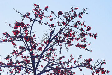 Bright red Bombax ceiba silk cotton flowers standing out beautifully against a crisp clear sky.