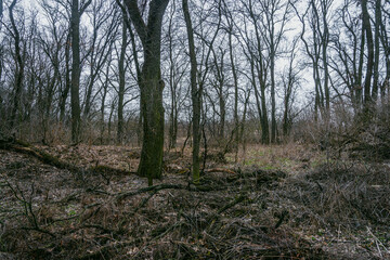 Landscape photography in the mysrterious forest , clouds in the sky , swamp in the forest,evening...