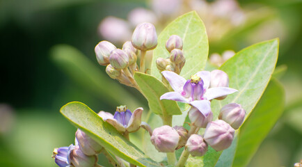 A stunning Calotropis gigantea crown flower in full bloom, exhibiting its delicate purple and white petals.