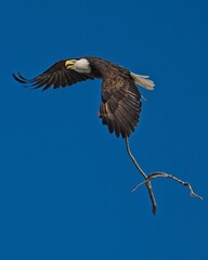 Eagle Nest Building