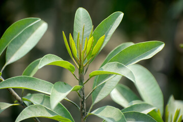 Bright green leaves of Manilkara zapota Chiku tree, thriving under natural sunlight and revealing...