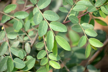 Lush green leaves of Phyllanthus reticulatus potato bush, thriving in natural light, showcasing their intricate textures.