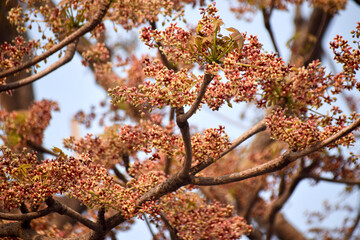A vibrant scene of Sterculia foetida Java olive tree flowers blooming in spring, thriving in natural light.
