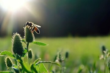 Sunlit bee pollinating thistle in vibrant meadow at sunrise