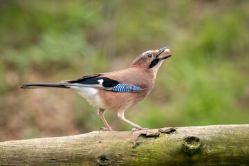 Eurasian Jay with a nut in beak (Garrulus glandarius)

