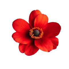 Fototapeta premium Vibrant red flower with delicate petals against a stark transparent background highlights natures beauty and simplicity, red flower on transparent background